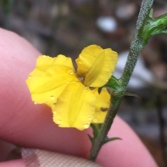 Goodenia stelligera at Lade Vale, NSW - 20 Nov 2021