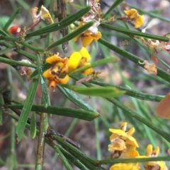 Daviesia leptophylla (Slender Bitter Pea) at Mundoonen Nature Reserve - 19 Nov 2021 by Ned_Johnston