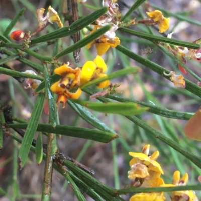 Daviesia leptophylla (Slender Bitter Pea) at Lade Vale, NSW - 19 Nov 2021 by Ned_Johnston