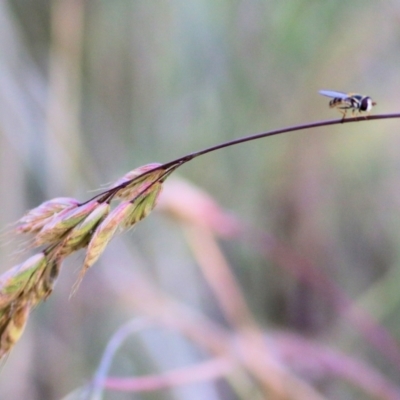 Syrphini (tribe) (Unidentified syrphine hover fly) at West Wodonga, VIC - 21 Nov 2021 by KylieWaldon