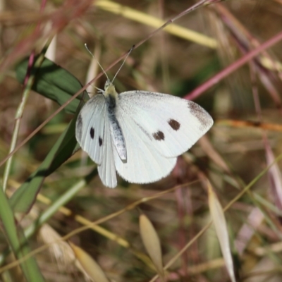 Pieris rapae (Cabbage White) at West Wodonga, VIC - 21 Nov 2021 by KylieWaldon