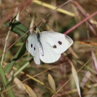 Pieris rapae (Cabbage White) at West Wodonga, VIC - 20 Nov 2021 by KylieWaldon