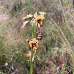 Diuris sulphurea at Bungendore, NSW - suppressed