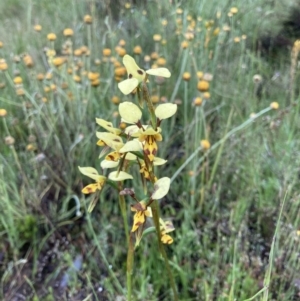 Diuris sulphurea at Bungendore, NSW - suppressed