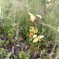 Diuris sulphurea at Bungendore, NSW - suppressed