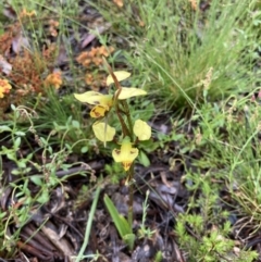 Diuris sulphurea at Bungendore, NSW - suppressed