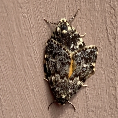 Halone coryphoea (Eastern Halone moth) at Macarthur, ACT - 16 Nov 2021 by AnneG1