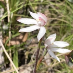 Caladenia alpina at Paddys River, ACT - 18 Nov 2021