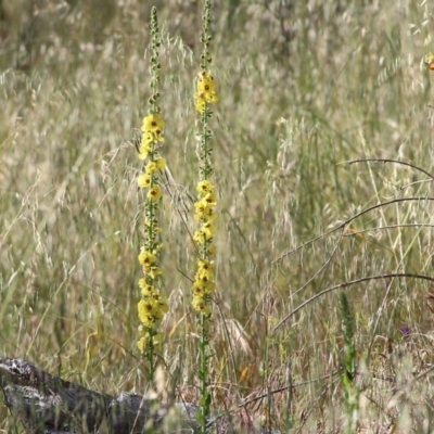 Verbascum virgatum (Green Mullein) at West Wodonga, VIC - 20 Nov 2021 by KylieWaldon