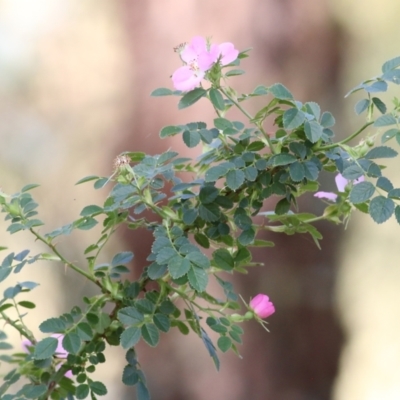 Rosa canina (Dog Rose) at West Wodonga, VIC - 20 Nov 2021 by KylieWaldon