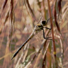 Hemicordulia tau (Tau Emerald) at West Wodonga, VIC - 20 Nov 2021 by KylieWaldon