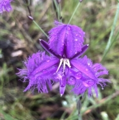 Thysanotus tuberosus (Common Fringe-lily) at Bruce Ridge to Gossan Hill - 21 Nov 2021 by goyenjudy