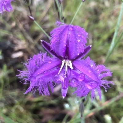 Thysanotus tuberosus (Common Fringe-lily) at Gossan Hill - 21 Nov 2021 by goyenjudy