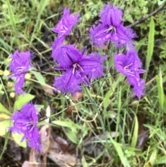 Thysanotus tuberosus at Bruce, ACT - 21 Nov 2021 11:34 AM