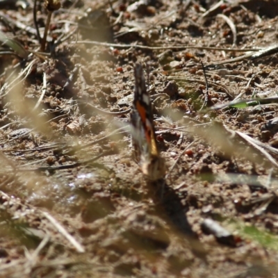 Vanessa kershawi (Australian Painted Lady) at West Wodonga, VIC - 20 Nov 2021 by KylieWaldon