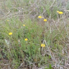 Leptorhynchos squamatus (Scaly Buttons) at Theodore, ACT - 20 Oct 2021 by michaelb