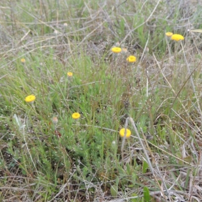 Leptorhynchos squamatus (Scaly Buttons) at Theodore, ACT - 20 Oct 2021 by michaelb