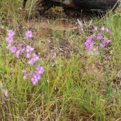 Thysanotus tuberosus (Common Fringe-lily) at The Pinnacle - 20 Nov 2021 by sangio7