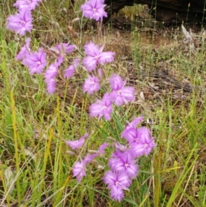 Thysanotus tuberosus at Hawker, ACT - 20 Nov 2021