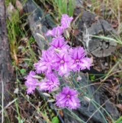 Thysanotus tuberosus at Hawker, ACT - 20 Nov 2021 02:08 PM