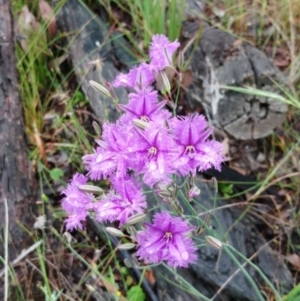 Thysanotus tuberosus at Hawker, ACT - 20 Nov 2021