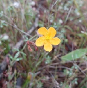 Hypericum gramineum at Hawker, ACT - 20 Nov 2021 02:06 PM