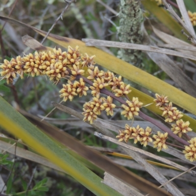 Lomandra longifolia (Spiny-headed Mat-rush, Honey Reed) at Theodore, ACT - 20 Oct 2021 by michaelb