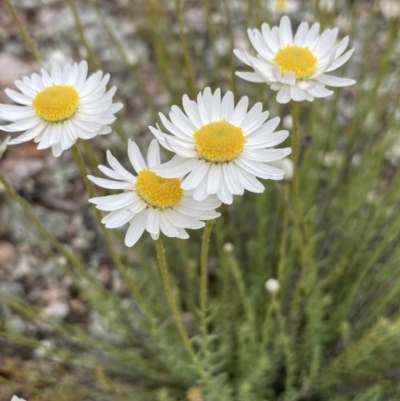 Rhodanthe anthemoides (Chamomile Sunray) at Burra, NSW - 21 Oct 2021 by Safarigirl