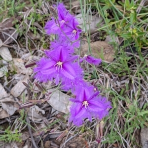 Thysanotus tuberosus subsp. tuberosus at Paddys River, ACT - 21 Nov 2021