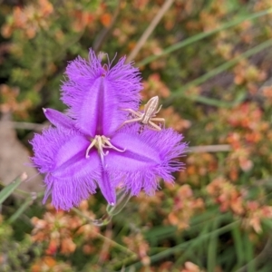 Thysanotus tuberosus subsp. tuberosus at Paddys River, ACT - 21 Nov 2021