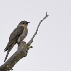 Cacomantis flabelliformis (Fan-tailed Cuckoo) at Coree, ACT - 21 Nov 2021 by trevsci