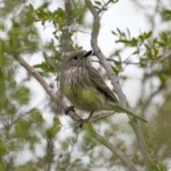 Pachycephala rufiventris at Coree, ACT - 21 Nov 2021