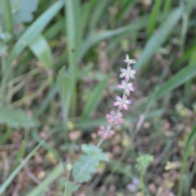 Salvia verbenaca var. verbenaca (Wild Sage) at Wamboin, NSW - 16 Dec 2020 by natureguy