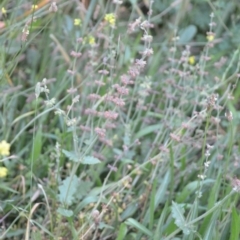 Salvia verbenaca var. verbenaca at Wamboin, NSW - 16 Dec 2020