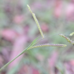 Paspalum dilatatum (Paspalum) at Wamboin, NSW - 16 Dec 2020 by natureguy