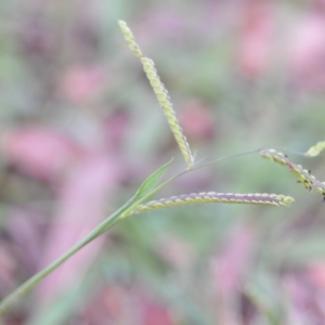 Paspalum dilatatum at Wamboin, NSW - 16 Dec 2020