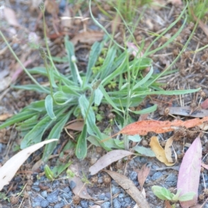 Chondrilla juncea at Wamboin, NSW - 16 Dec 2020