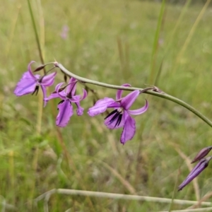 Arthropodium fimbriatum at Paddys River, ACT - 21 Nov 2021 04:47 PM