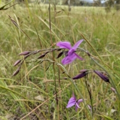 Arthropodium fimbriatum at Paddys River, ACT - 21 Nov 2021 04:47 PM