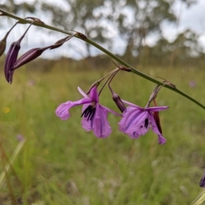 Arthropodium fimbriatum at Paddys River, ACT - 21 Nov 2021 04:47 PM