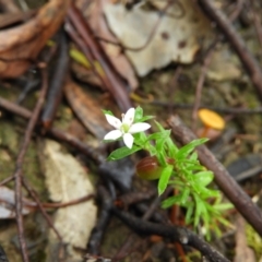 Rhytidosporum procumbens (White Marianth) at Molonglo Valley, ACT - 21 Nov 2021 by MatthewFrawley