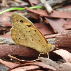 Heteronympha merope (Common Brown Butterfly) at Molonglo Valley, ACT - 21 Nov 2021 by MatthewFrawley