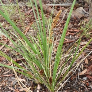 Lomandra longifolia at Molonglo Valley, ACT - 21 Nov 2021