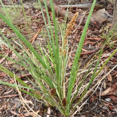 Lomandra longifolia (Spiny-headed Mat-rush, Honey Reed) at Molonglo Valley, ACT - 21 Nov 2021 by MatthewFrawley