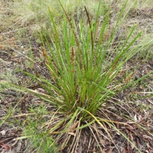 Lomandra longifolia at Molonglo Valley, ACT - 21 Nov 2021