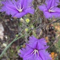 Thysanotus tuberosus subsp. tuberosus (Common Fringe-lily) at Hackett, ACT - 21 Nov 2021 by JaneR