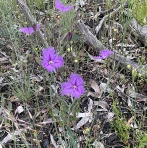 Thysanotus tuberosus subsp. tuberosus at Hackett, ACT - 21 Nov 2021