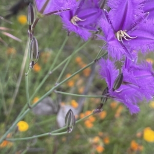 Thysanotus tuberosus subsp. tuberosus at Hackett, ACT - 21 Nov 2021