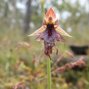 Calochilus platychilus at Molonglo Valley, ACT - suppressed