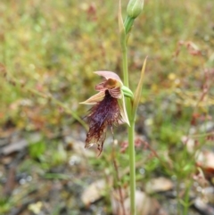 Calochilus platychilus at Molonglo Valley, ACT - suppressed